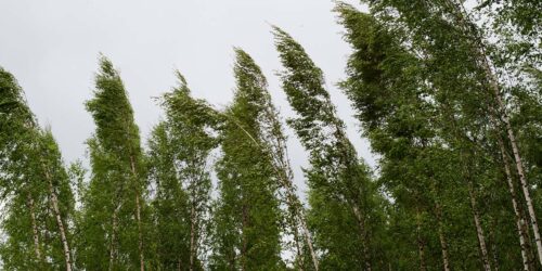 vahinkotarina-myrsky-puut-huojuvat